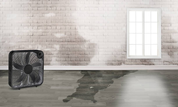 Best Carpet water damage restoration  in Carey, ID
