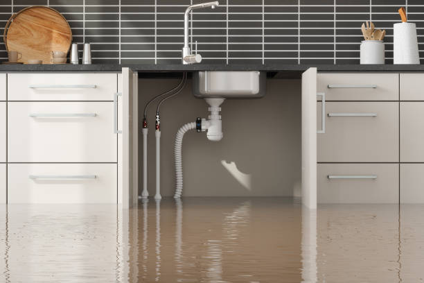Best Mold removal after water damage  in Carey, ID